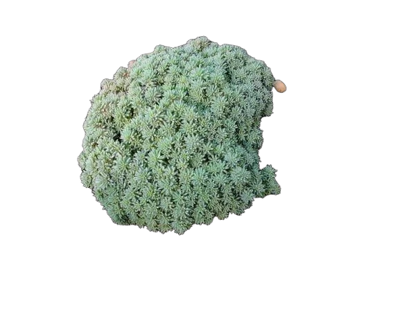 Очиток испанский Glaucum - Sedum D8 H12