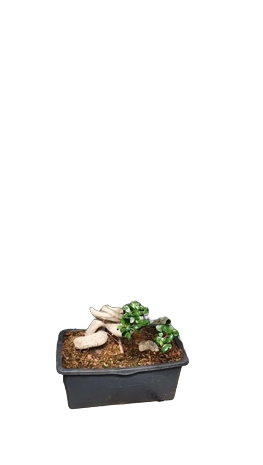 Бонсай Фикус Микрокарпа в керамическом кашпо - Bonsai Ficus microcarpa D70 H190