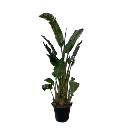 Стрелиция Августа - Strelitzia Augusta D40 H240