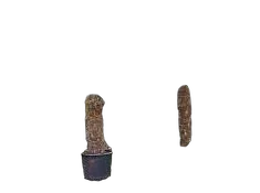 Пальма Трахикарпус - Trachycarpus D70 H390