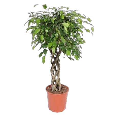 Фикус Бенджамина Экзотика труба - Ficus Be Exotica Tube D30 H120