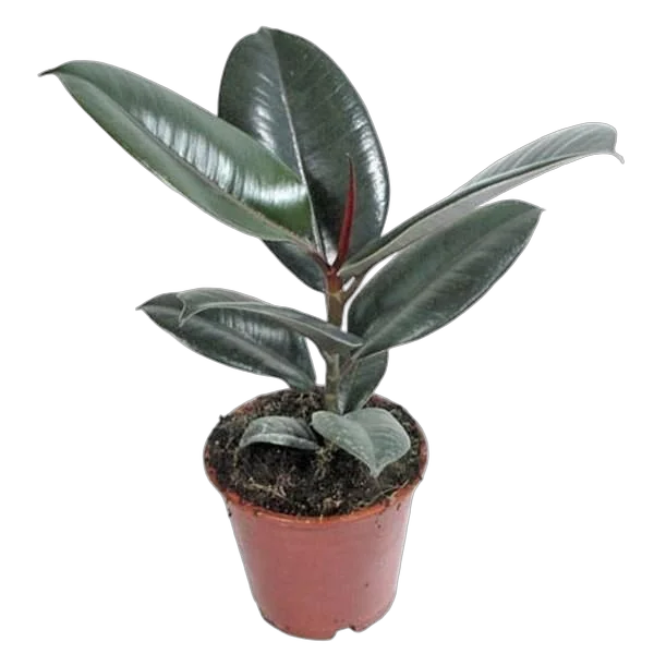 Фикус эластика Робуста - Ficus elastica Robusta D12 H30