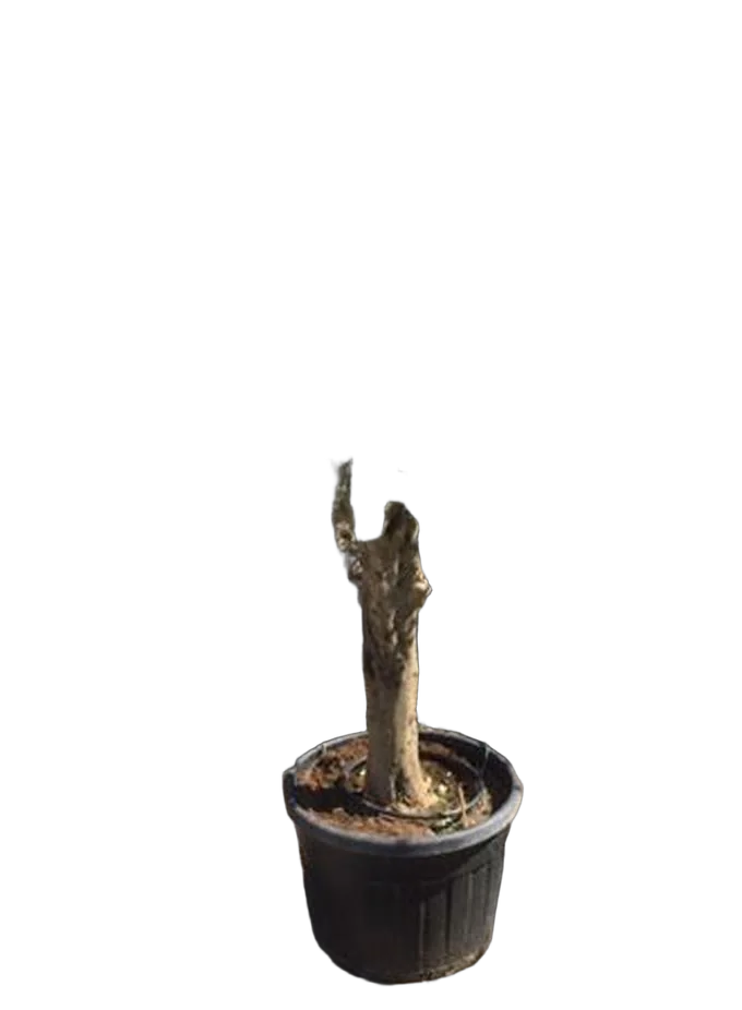 Оливковое дерево, маслина европейская  - Olea Op Stam Vertakt D70 H230