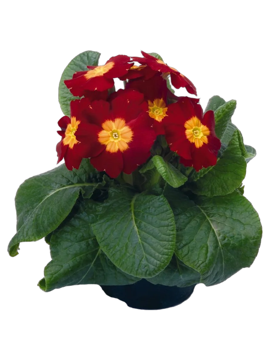 Примула обконика пурпурная - Primula D12 H27