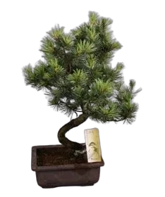 Сосна пестрая хвойный бонсай - Bonsai Pinus D22 H50