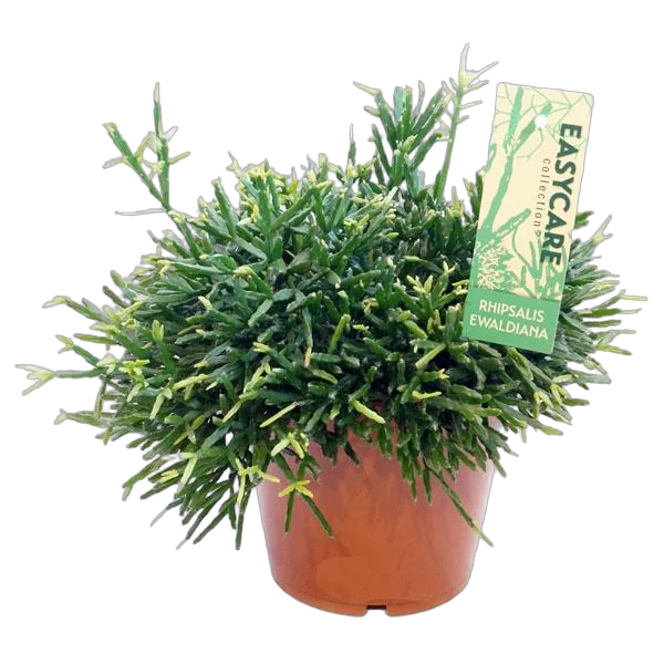 Рипсалис Эвальда - Rhipsalis Ewaldiana D12 H15