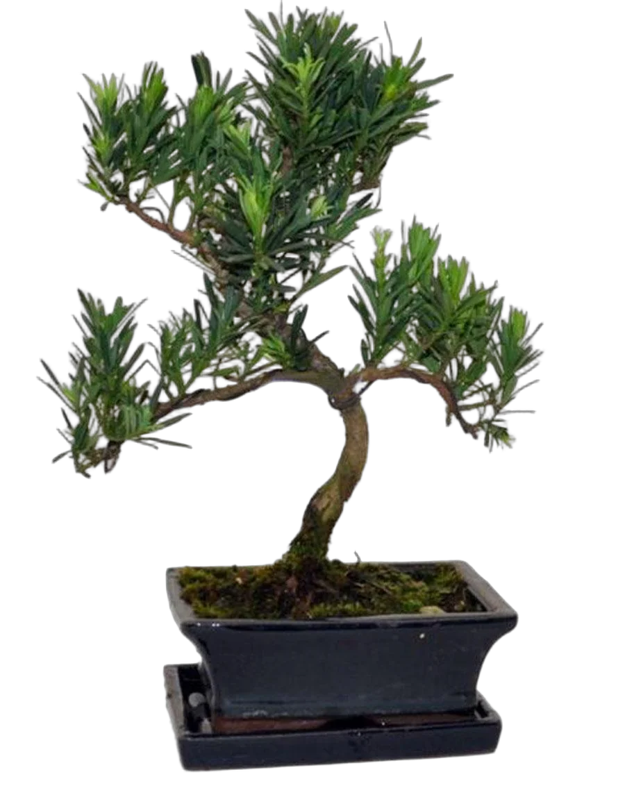 Бонсай Подокарпус (Ногоплодник) - Bonsai Podocarpus D15 H25