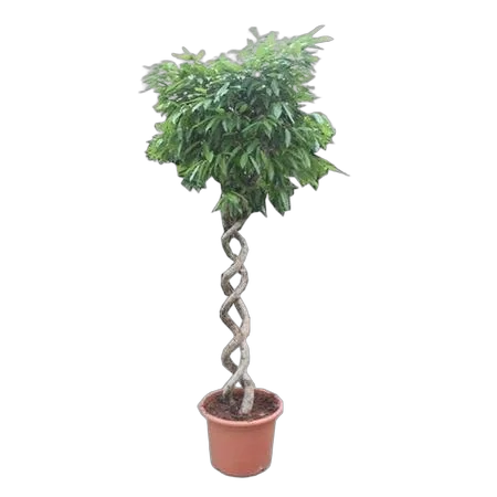 Фикус Амстел Кинг двойная спираль - Ficus Bin Amstel King Double Spiral D60 H270