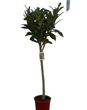 Мушмула - Eriobotrya japonica D28 H150