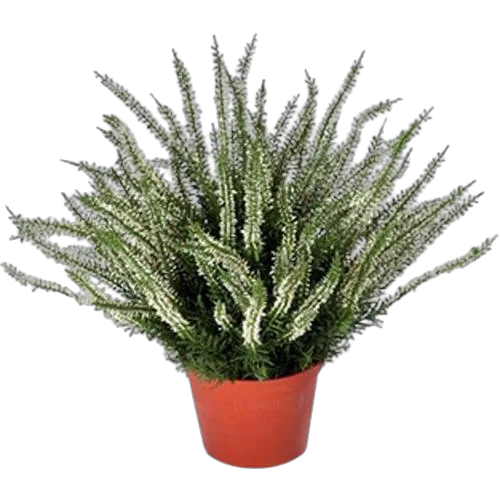 Вереск Эрика белый - Erica D11 H20