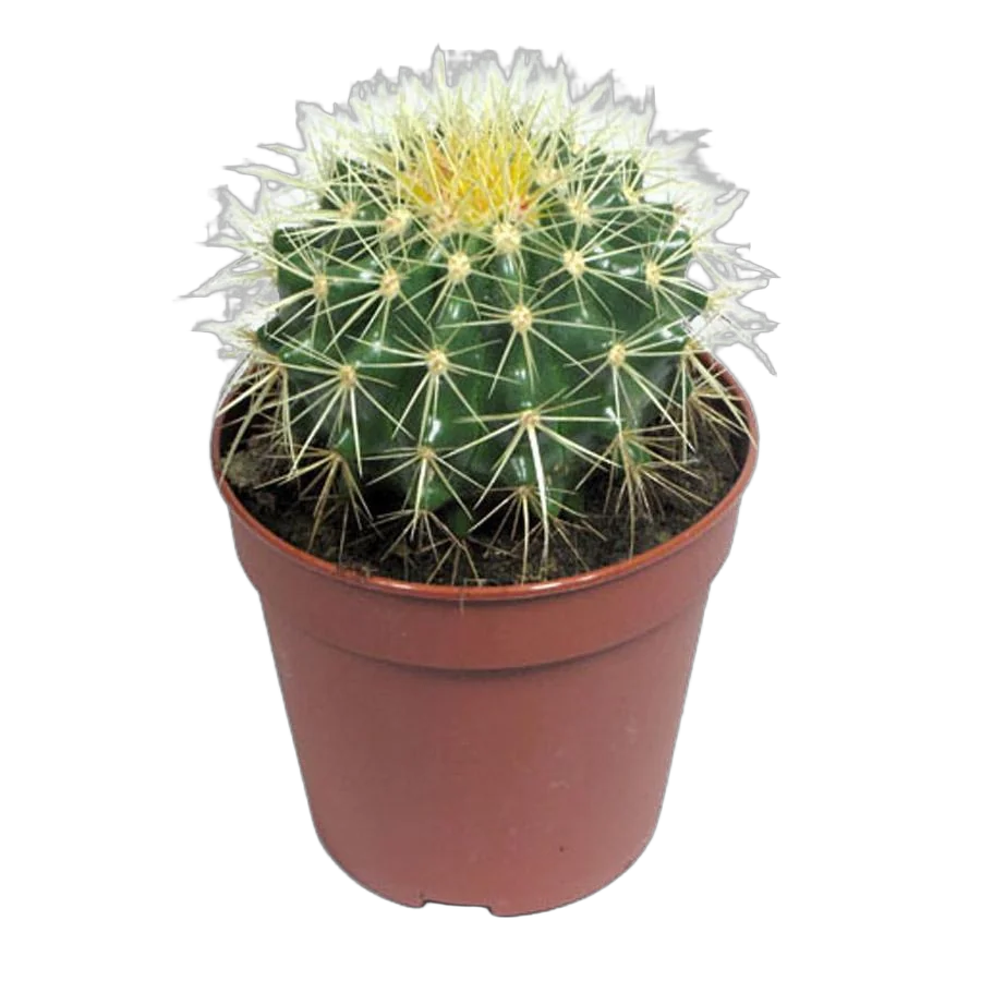 Эхинокактус Грузони (Грузона) - Echinocactus grusonii D7 H12