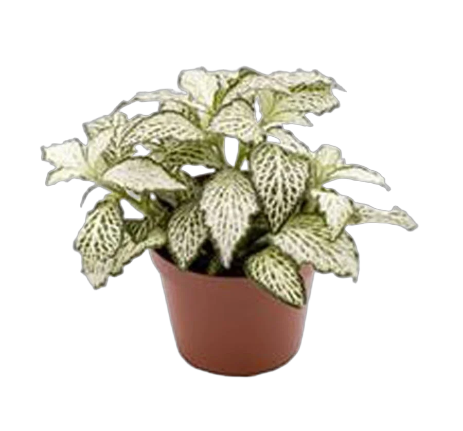 Фиттония мозаик форест флэйм - Fittonia Mosaic Zalm Forest Flame D9 H12