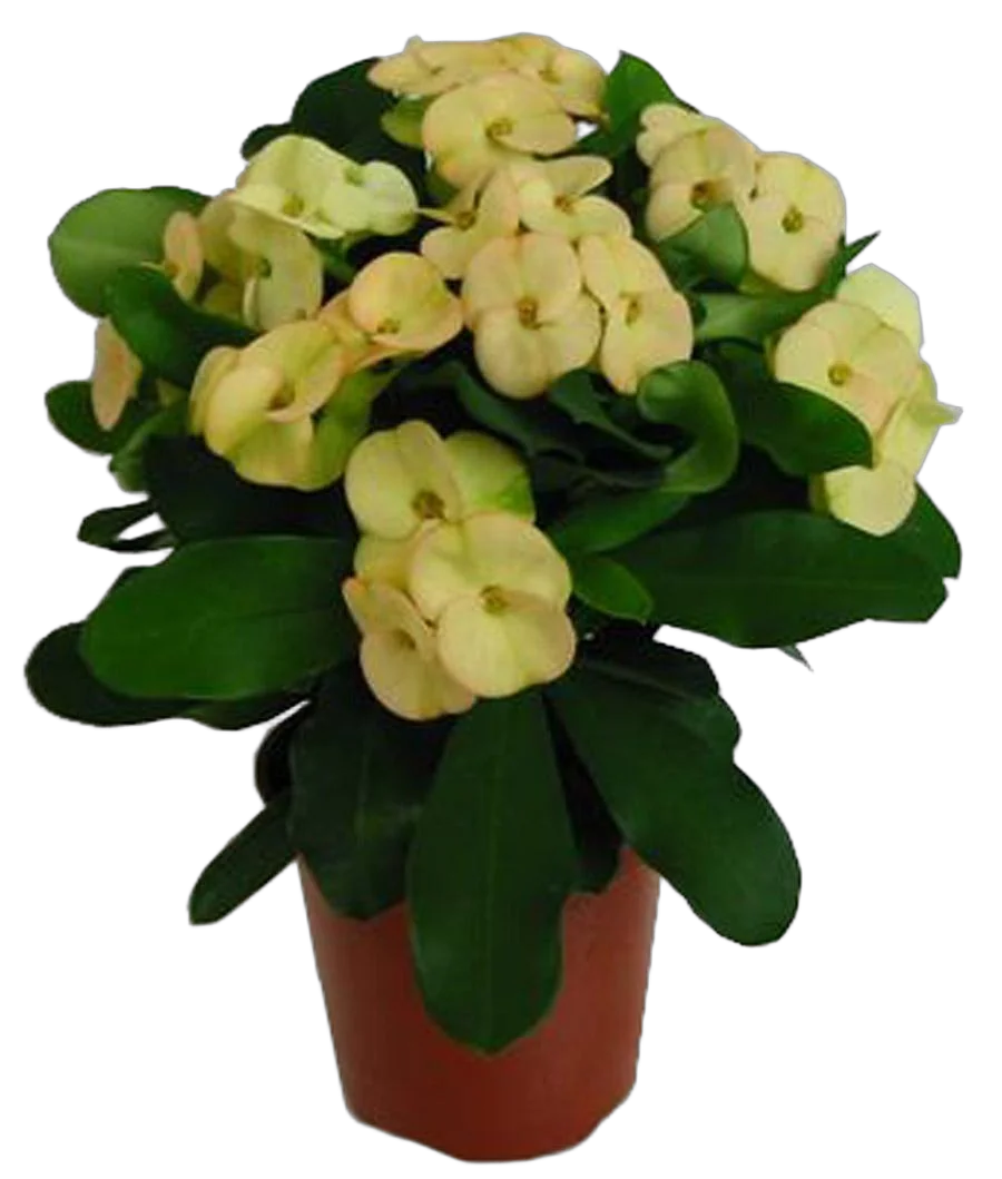 Эуфорбия Милии Динни - Euphorbia milii Dinni D12 H25