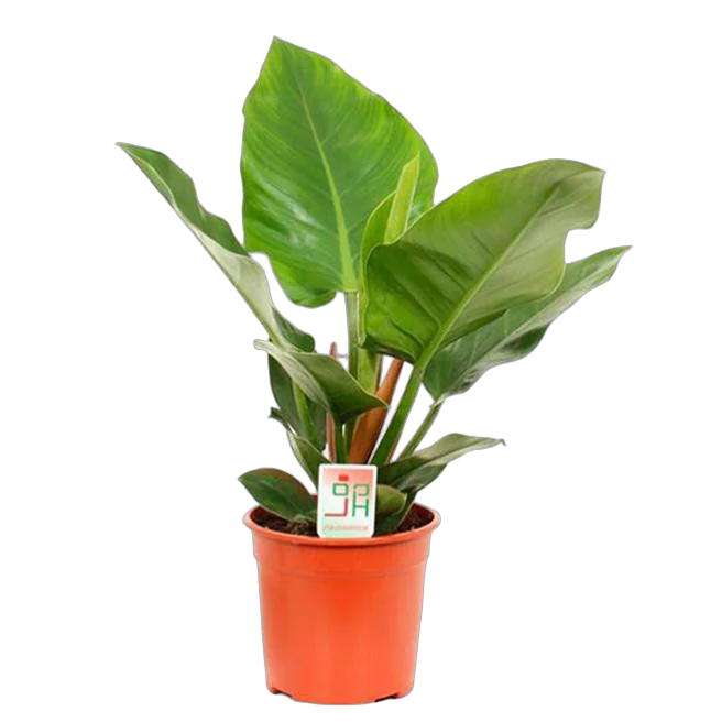 Филодендрон Империал Грин - Philodendron Imperial Green D29 H65