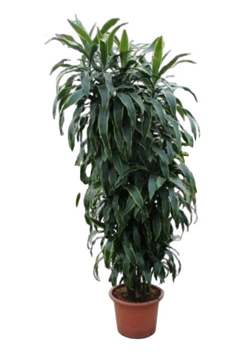Драцена Джанет Крэйг куст - Dracaena deremensis "Janet Craig" D42 H220
