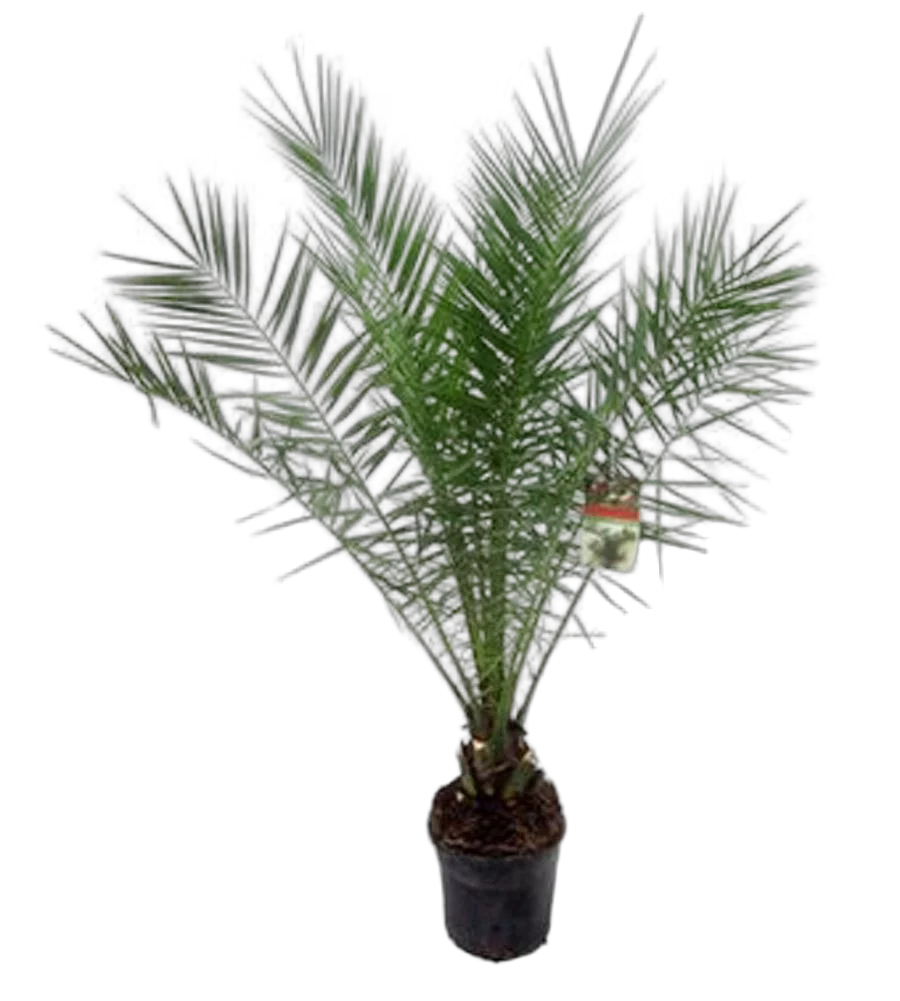 Пальма Финик Канарский - Phoenix canariensis D24 H150