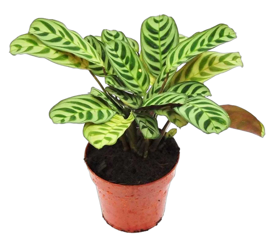 Калатея Макоя - Calathea makoyana D9 H20