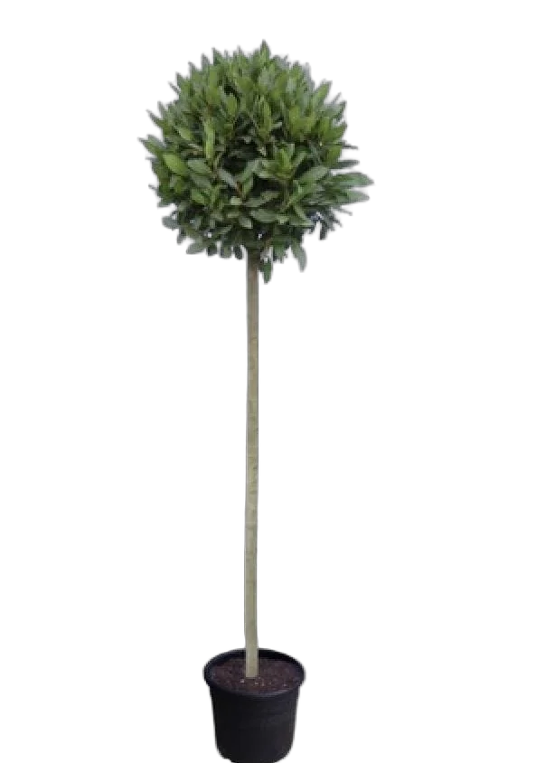 Лавр благородный штамб - Lurus nbilis D40 H220