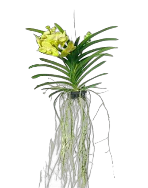 Ванда Наташа Хоней - Vanda Natcha Honey Drops H70