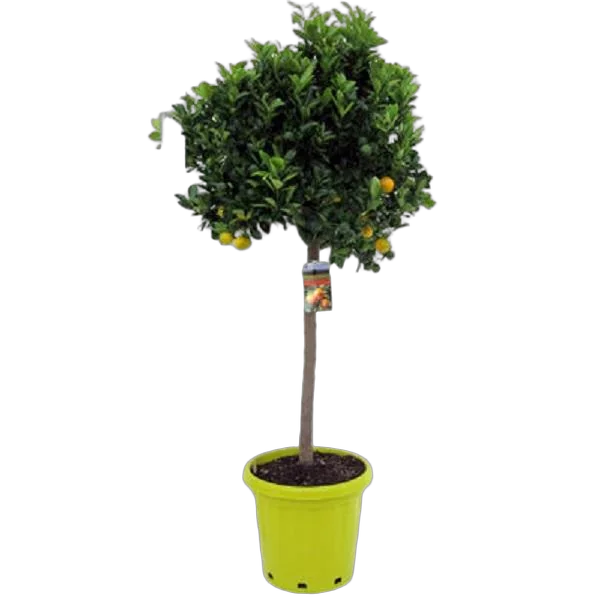 Каламондин - Citrofortunella D46 H170