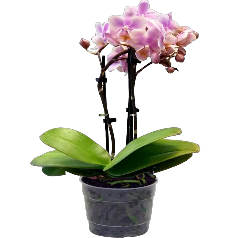 Фаленопсис арома мультифлора 2 цветоноса - Phalaenopsis Multiflora D12 H20