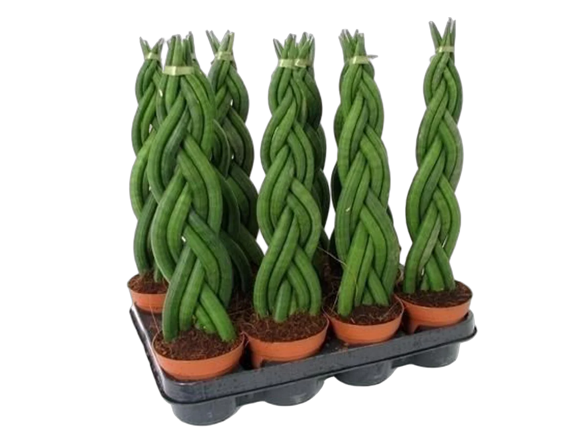 Сансивьерия Цилиндрика - Sansevieria cylindrica D10 H25