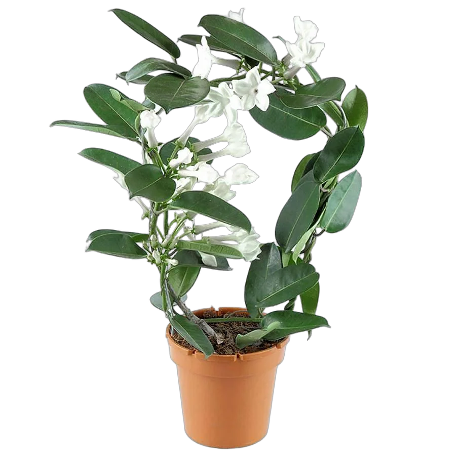 Стефанотис флорибунда - Stefanotis D15 H40