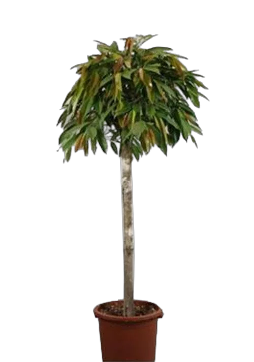 Фикус Биннедика Амстел Кинг штамб - Ficus Amstel King D40 H180
