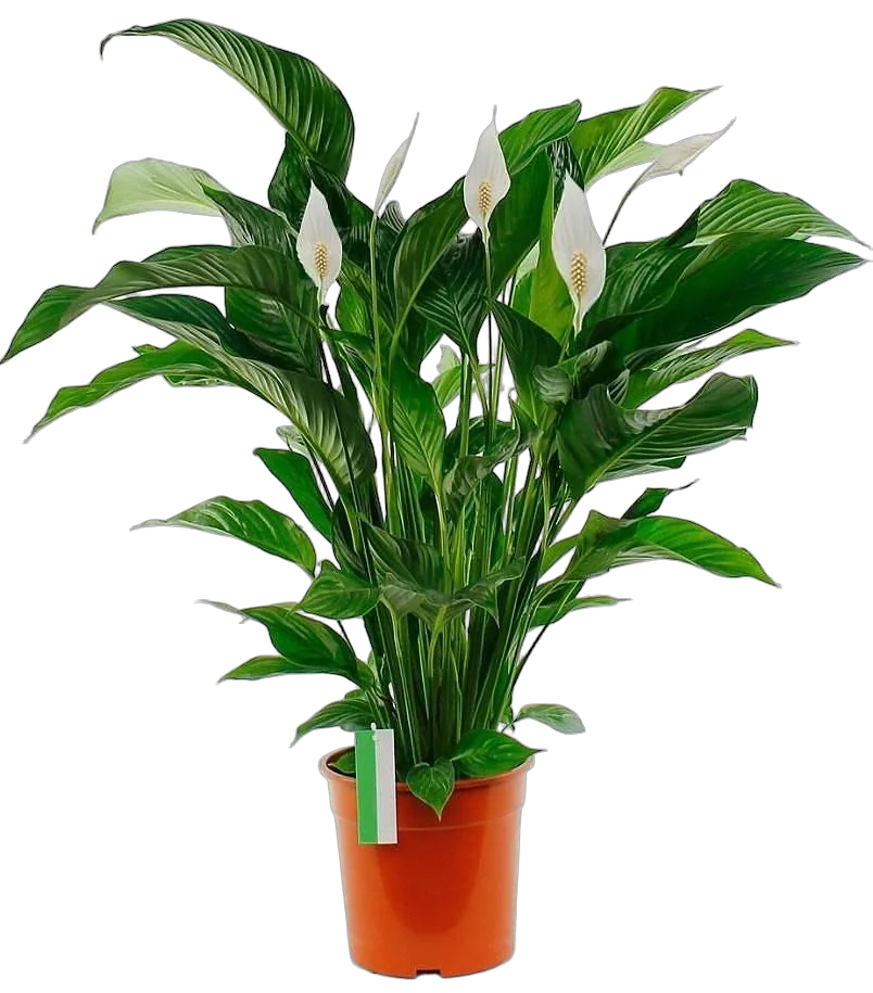 Спатифилиум белый - Spathiphyllum Sweet Lauretta D17 H90