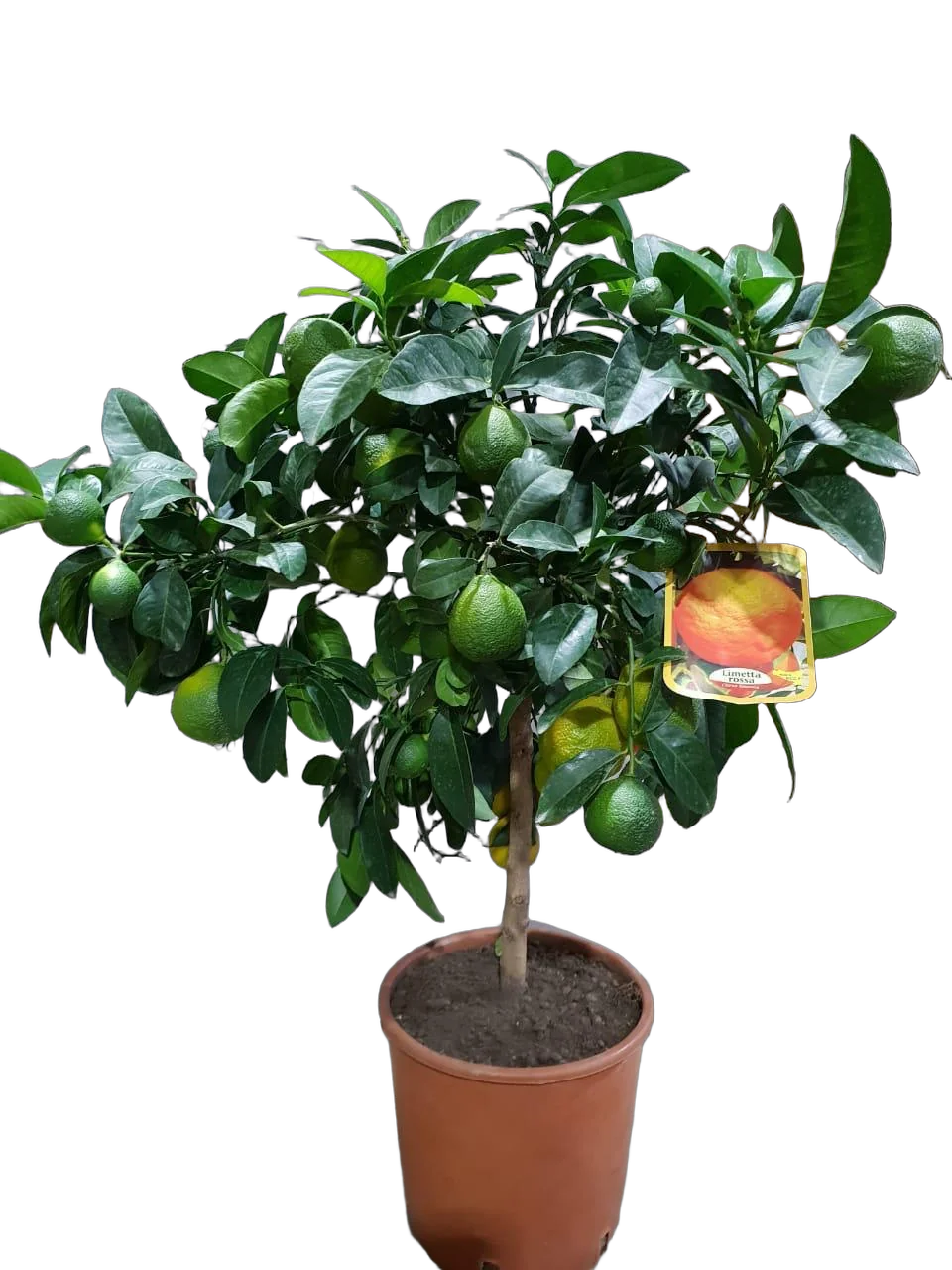 Лайм Рангпур - Citrus aurantiifolia Rangpur D22 H80