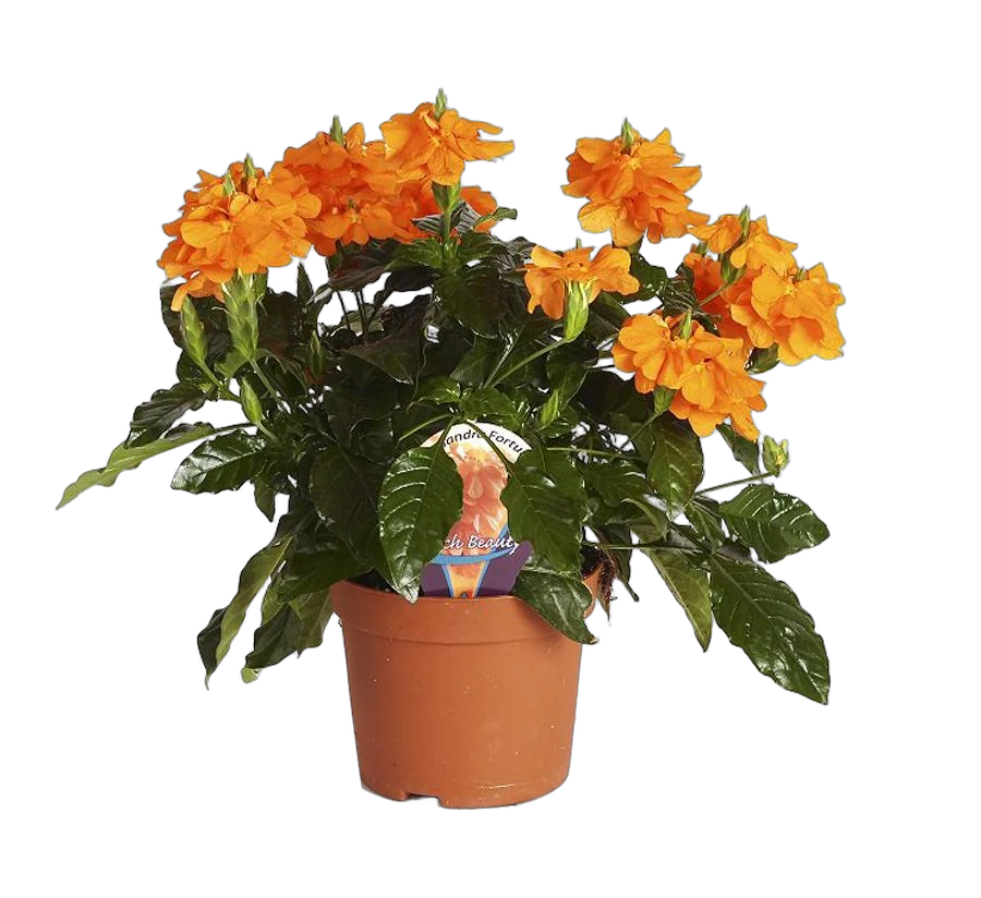 Кроссандра Фортуна оранжевая - Crossandra Fortuna D14 H30