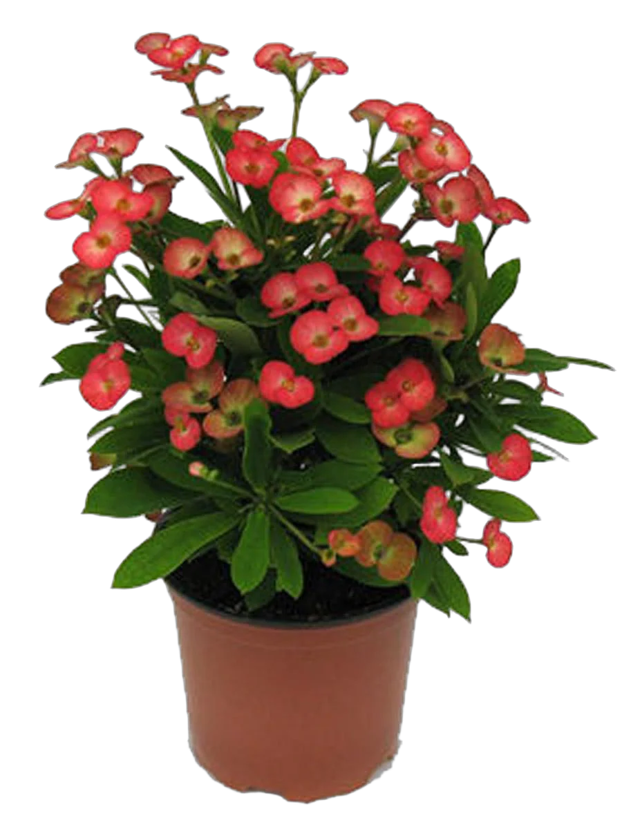 Молочай блестящий (Миля) - Euphorbia Milii Miliiana Grande D12 H20