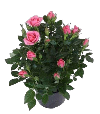 Роза розовая Кордана -  Goldy D24 H55