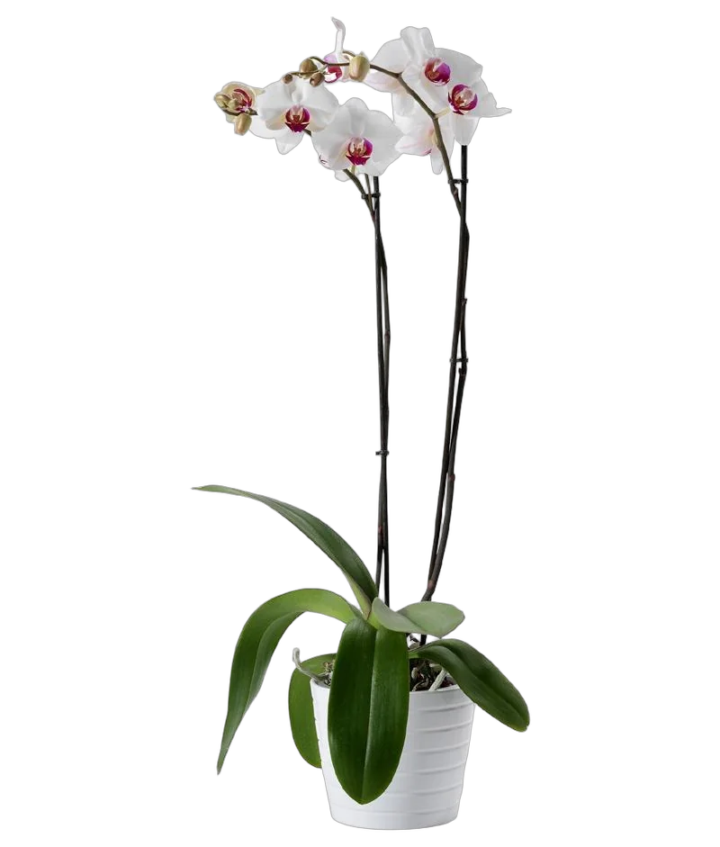 Фаленопсис Multi Anth Mukalla - 2 цветоноса Phalaenopsis D12 H80