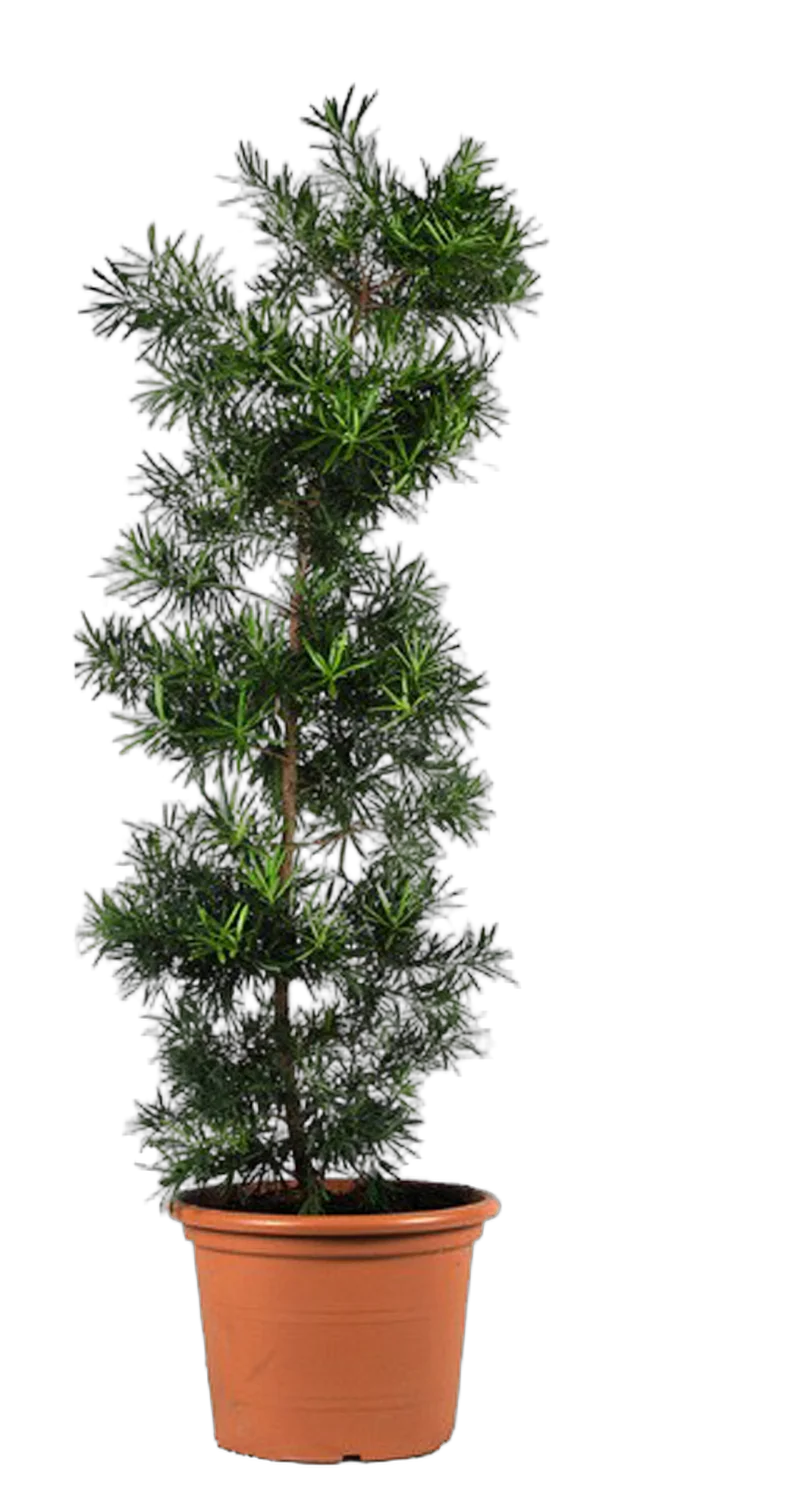 Подокарпус - Podocarpus D50 H200