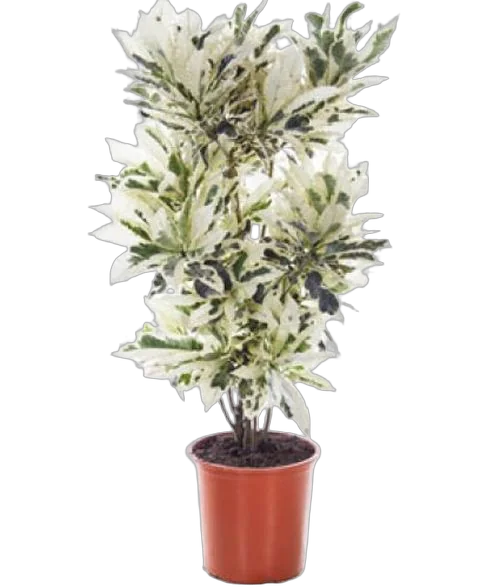 Кодиеум Тамара D32 H150