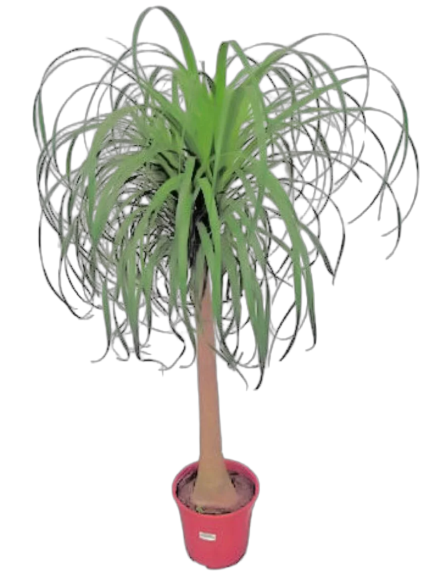 Пальма Нолина, бутылочная пальма D35 H160