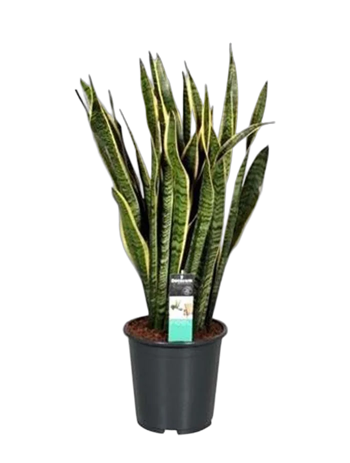 Сансивьерия Лауренти - Sansevieria laurentii D27 H100