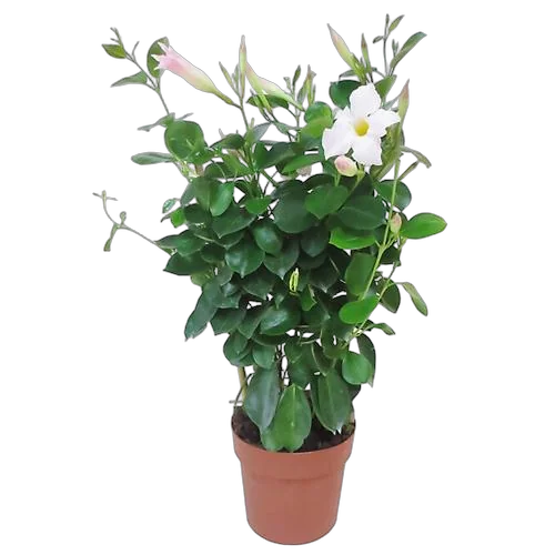 Мандевилла или Дипладения белая - Mandevilla D14 H40