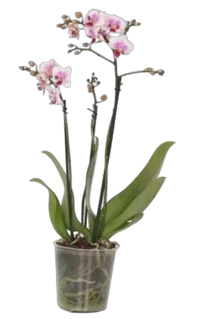 Фаленопсис мини 3 цветоноса - Phalaenopsis Multiflora D9 H15