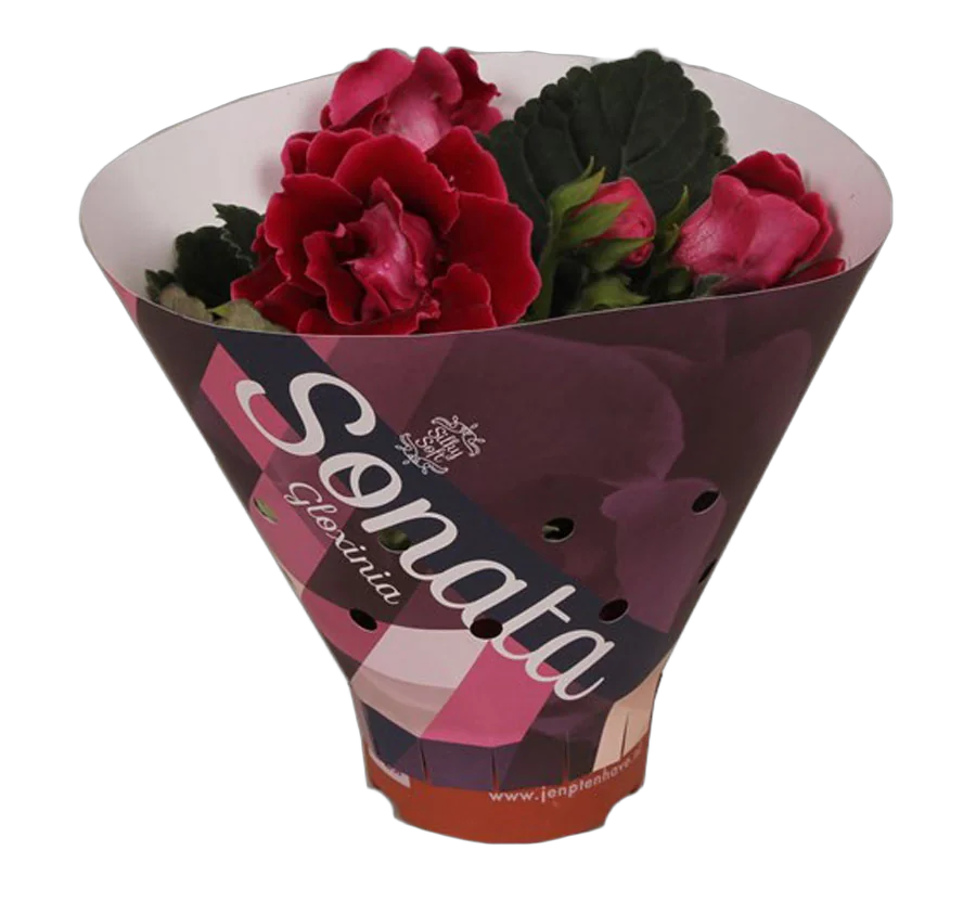 Синингия Соната Ред - Sinningia D12 H20