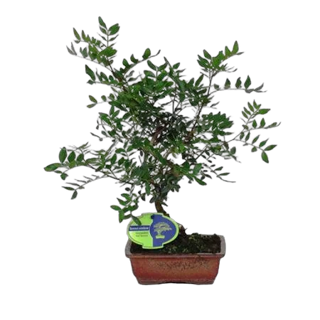 Фисташка D 15 H35