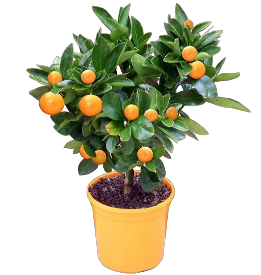 Каламондин - Citrofortunella D14 H40