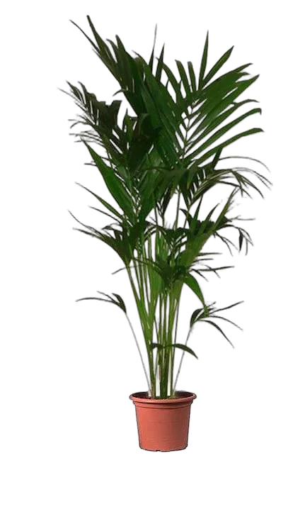 Ховея (Кентия) D25 H150