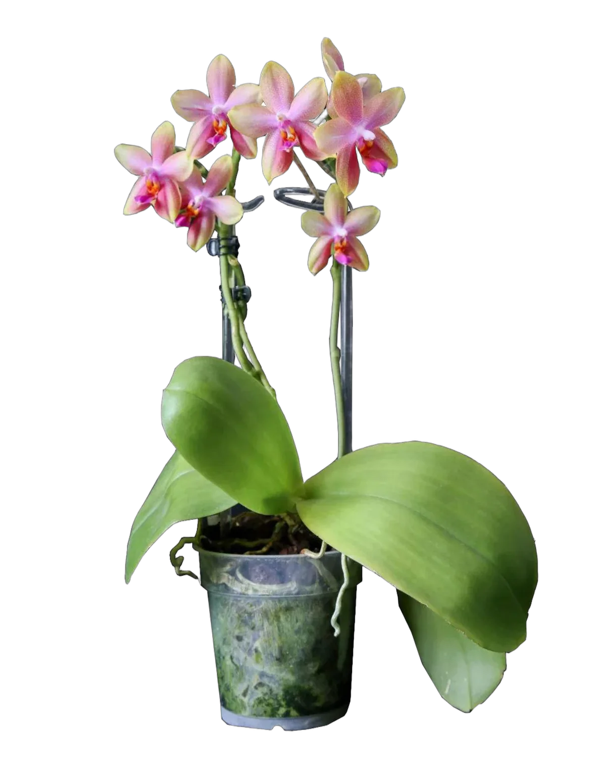 Фаленопсис арома Лиодоро 2 цветоноса - Liodoro Phalaenopsis D12 H20