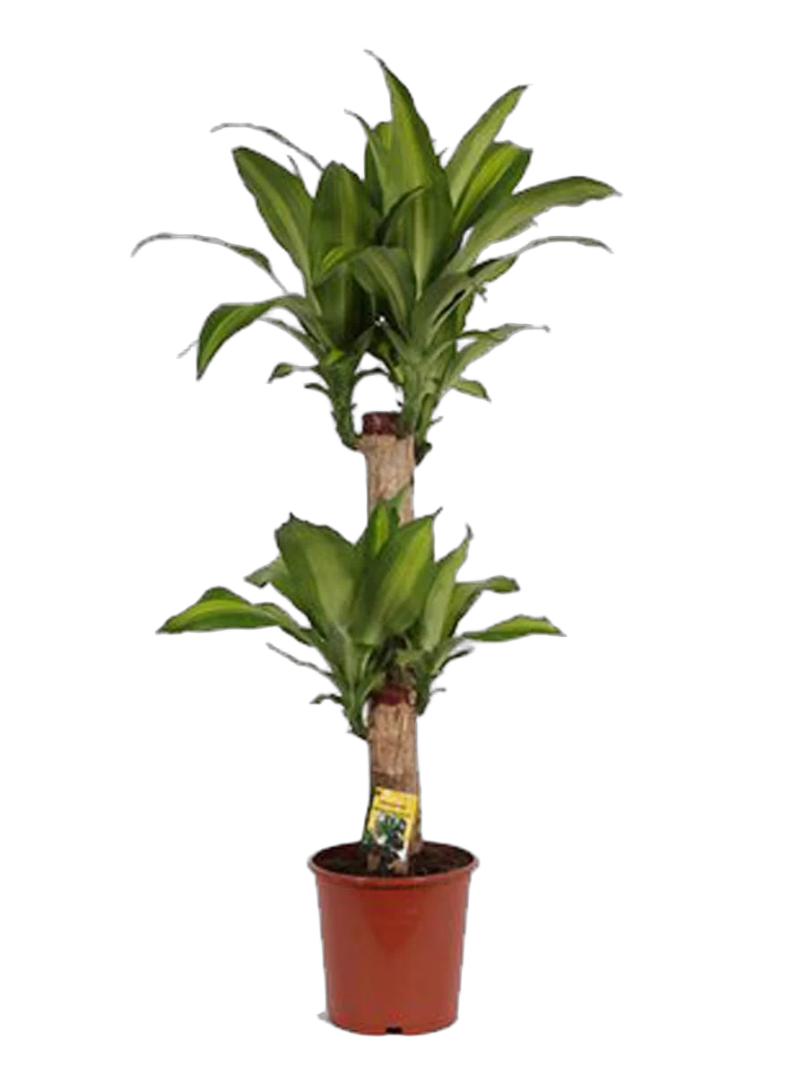 Драцена Массанжеана 2 ствола - Dracaena Massangeana D14 H60