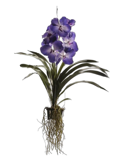 Ванда Синий океан - Vanda Supan - Buri Ocean Blue Beauty H90