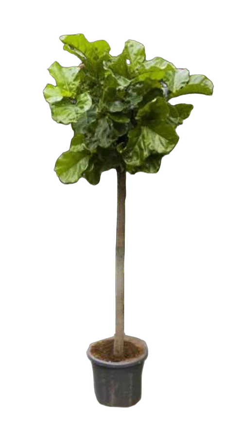 Фикус Лировидный (Лирата)  штамб - Ficus lyrata  D40 H200