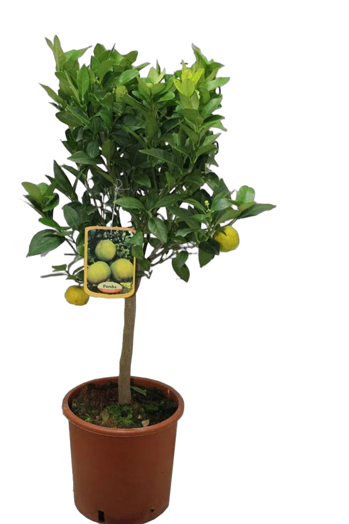 Цитрус Пурша или лиметта - Citrus pursha limetta D22 H80