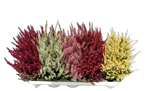 Вереск Эрика микс - Erica D11 H20